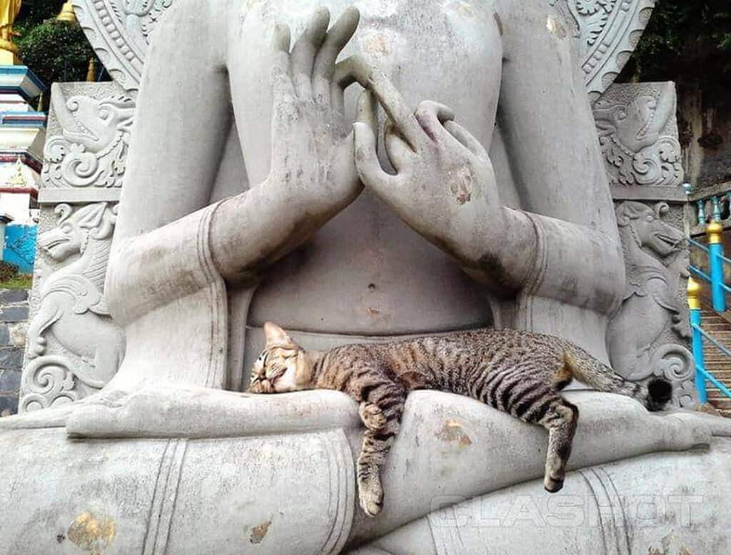 Buddha-cat
