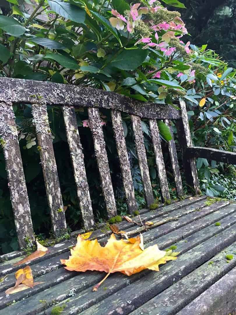 Leaf-on-bench