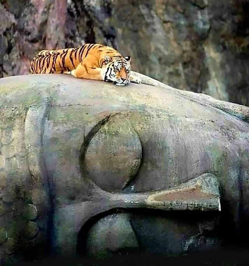 Buddha-cat Buddha-cat