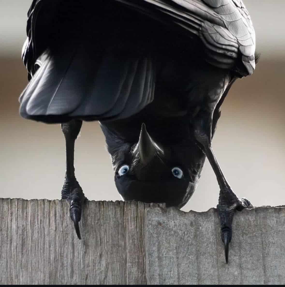 crow backwards